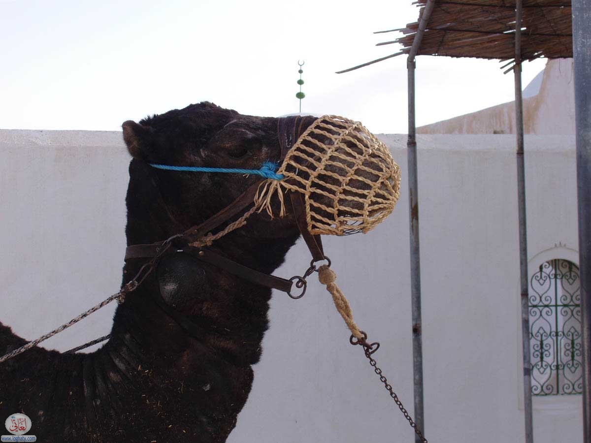 djerba-12
