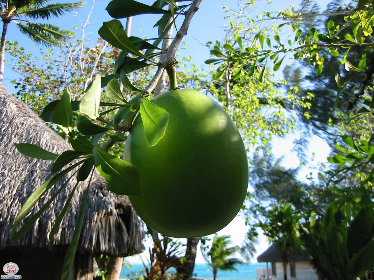 BoraBora17