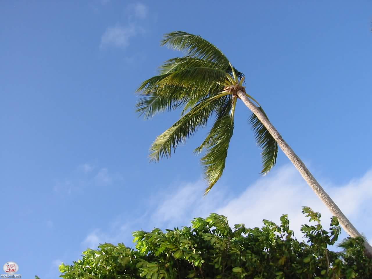 BoraBora19