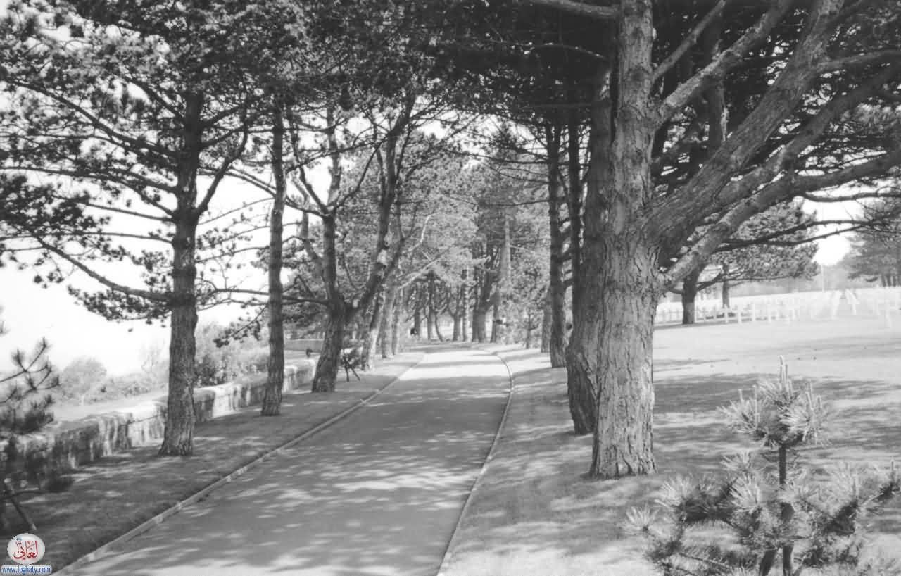 cemeterywalk