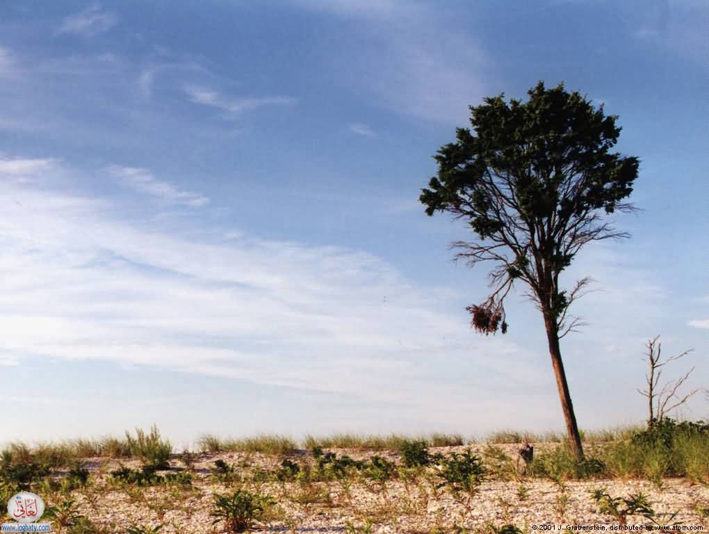 tree