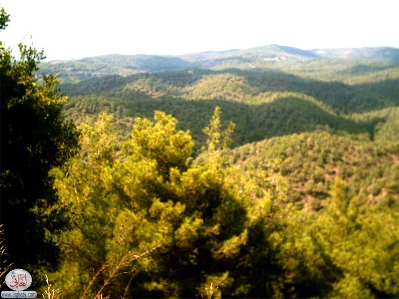 lattakia 3