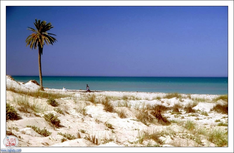 palms beach