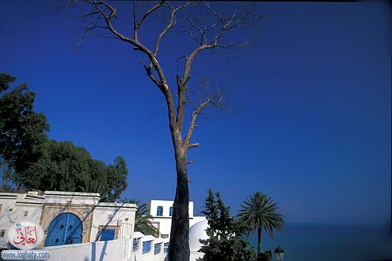 sidibousaid15