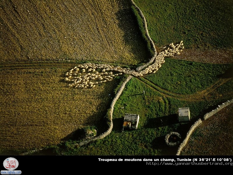troupeau mouton