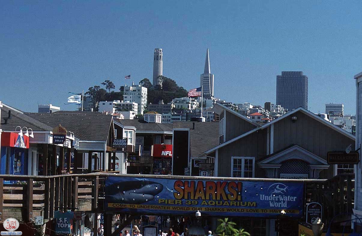 san francisco 57 shark
