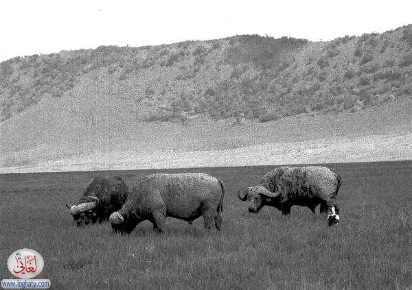 buffolo