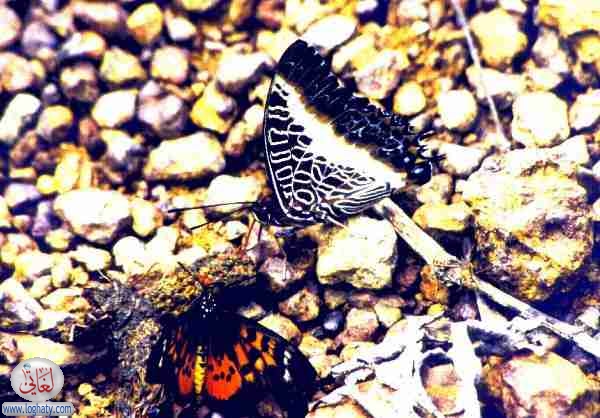 butterflies