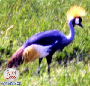 crane
