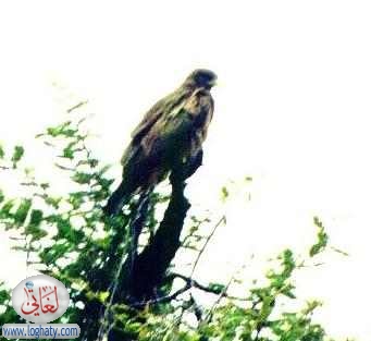 eagle