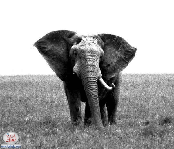 elephant2