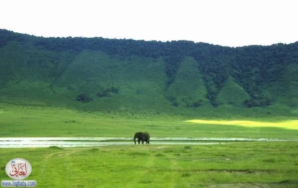 elephant4