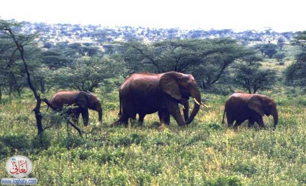 elephants