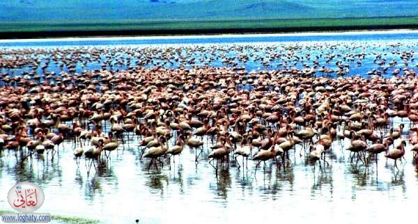 flamingos