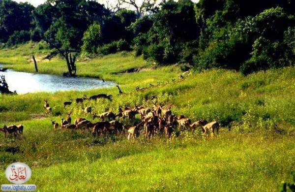 gazelles