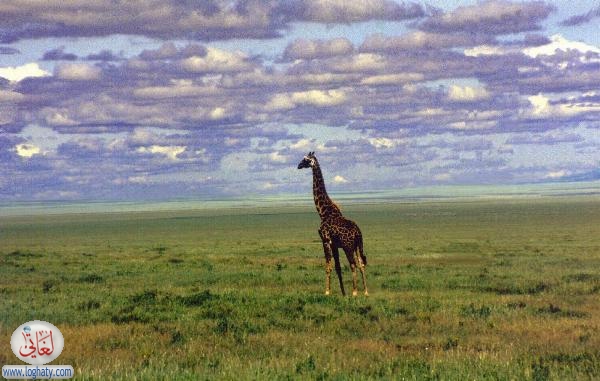 giraffe1