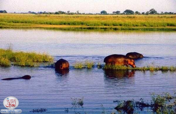 hippos