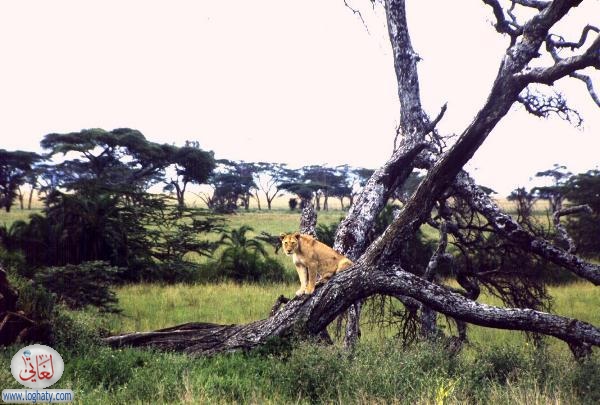 lioness