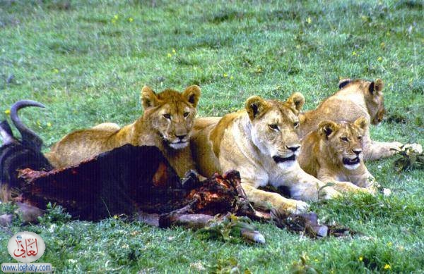 lions