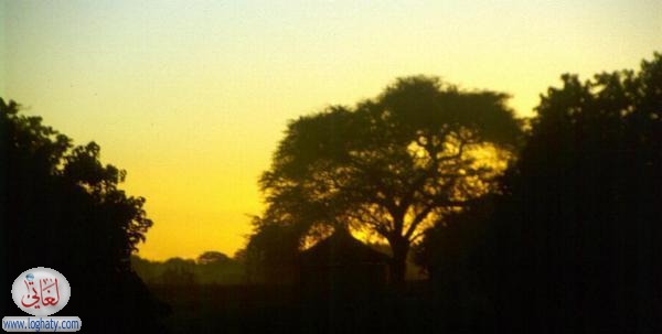 maun
