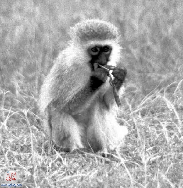 monkey1
