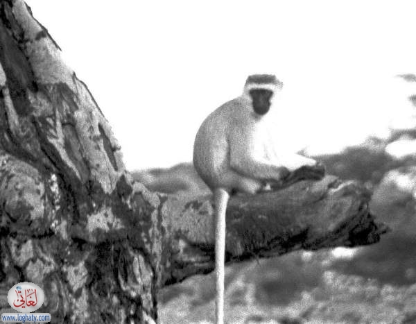 monkey2