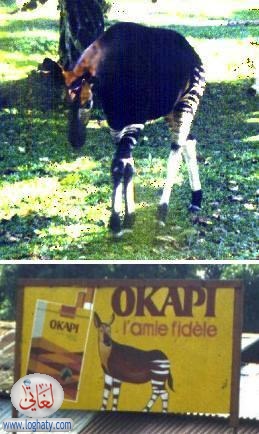 okapi