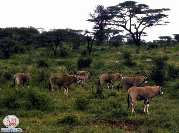 oryx