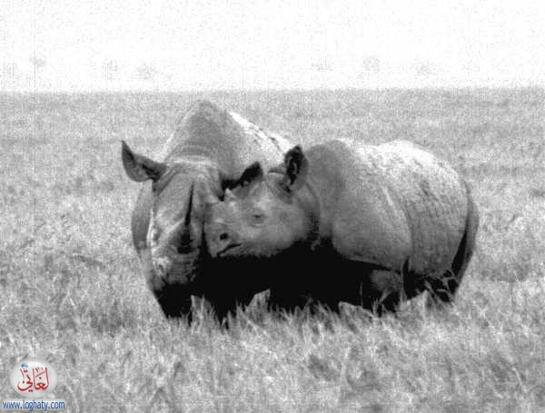 rhino1