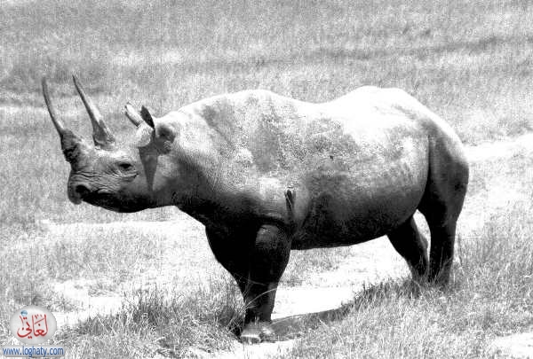 rhino2