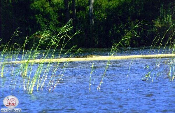 sandbar