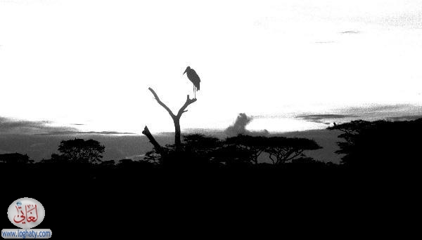 stork