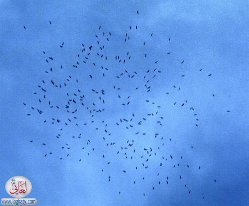 swarm