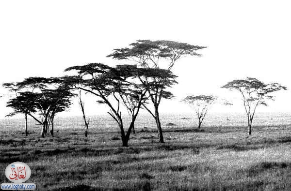 trees