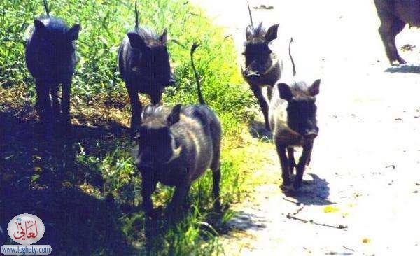 warthogs