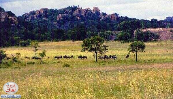 wildebeest