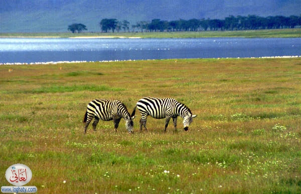 zebra1