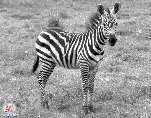 zebra3