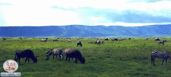 zebra4