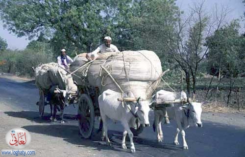 indian buffalo