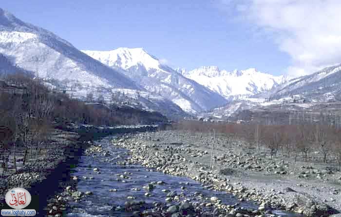 kashmir willows