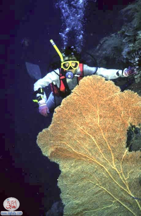 diver