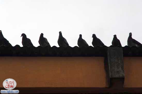 pigeons