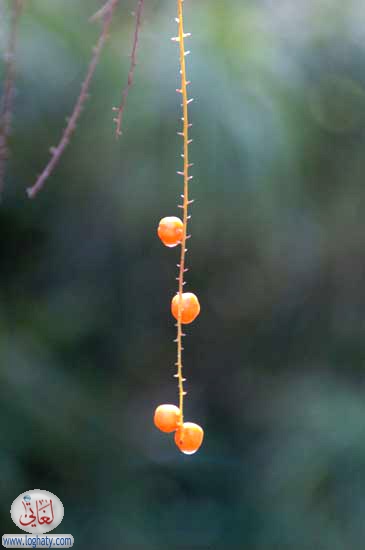 seeds