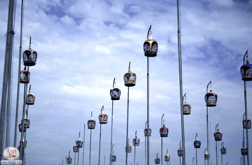 song birds