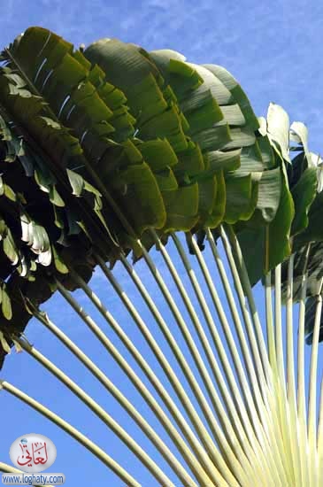 travellers palm