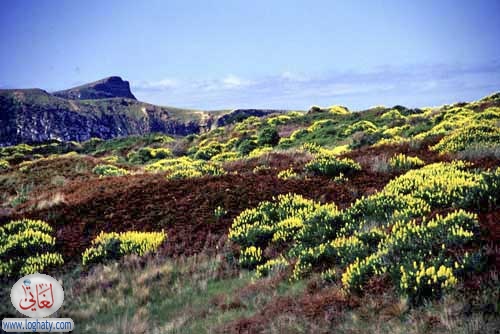 dunedin hill