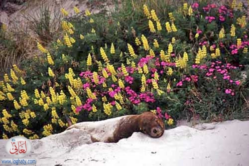 hookers sealion