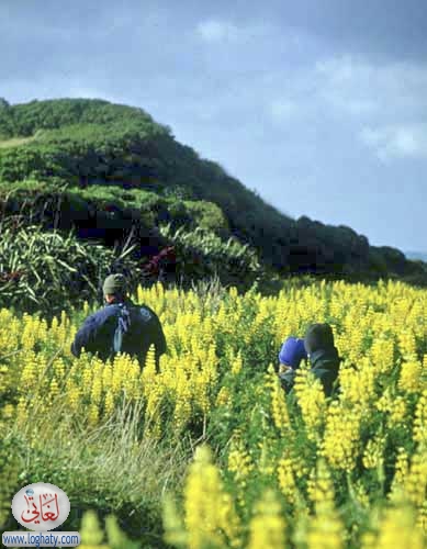 lupin walk