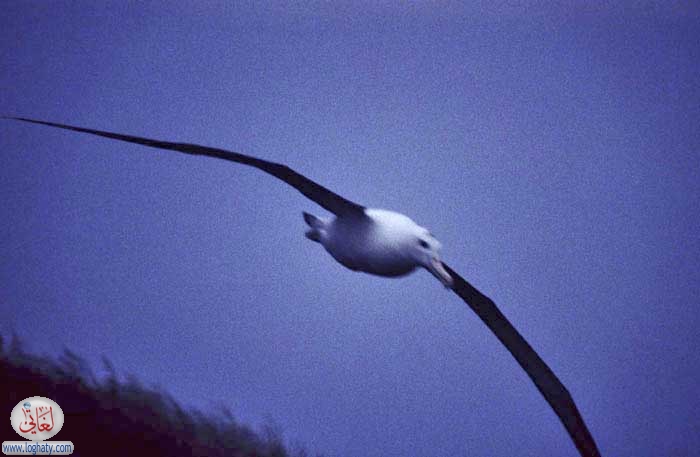 royal albatross
